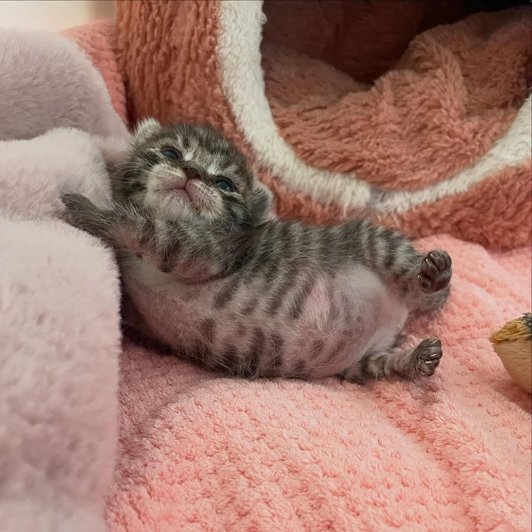 Cat 🐈 tweet media