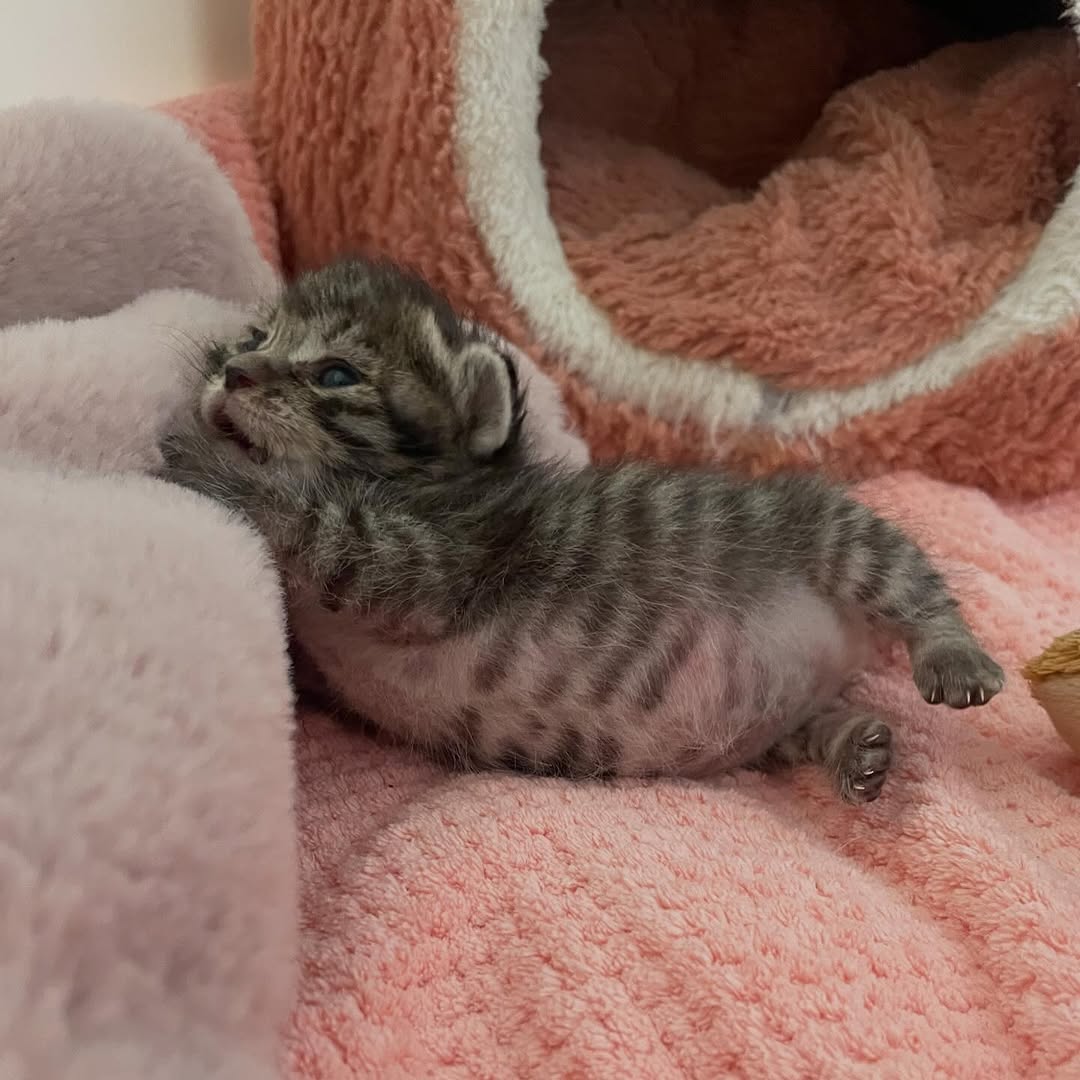 Jenifer raks (@hornyba39742071) on Twitter photo 