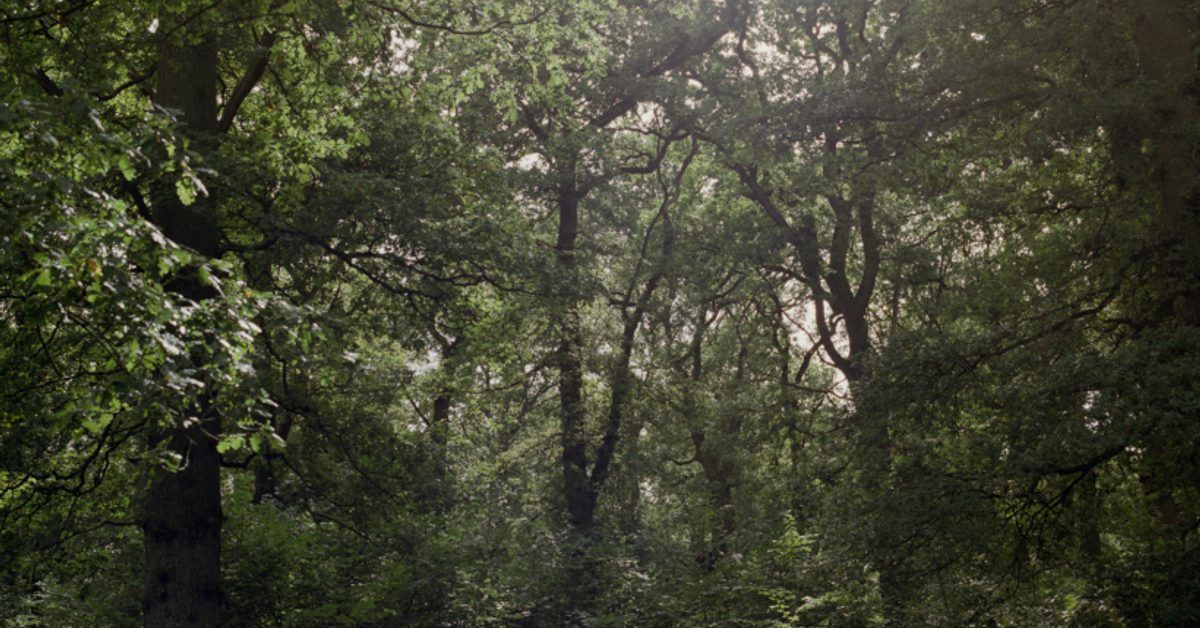 BrumHour's tweet image. Clare Hewitt: Everything in the forest is the forest @mac_birmingham

Until Aug 31 “An Impressions Gallery touring exhibition, presented as part of Bradford 2025, UK City of Culture.”
Details: macbirmingham.co.uk/exhibitions/cl…
#Birmingham #BrumHour