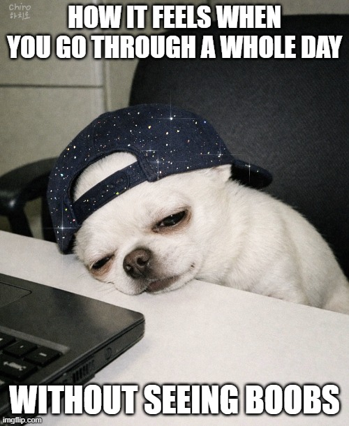 Mrs. Kitty Cat tweet media