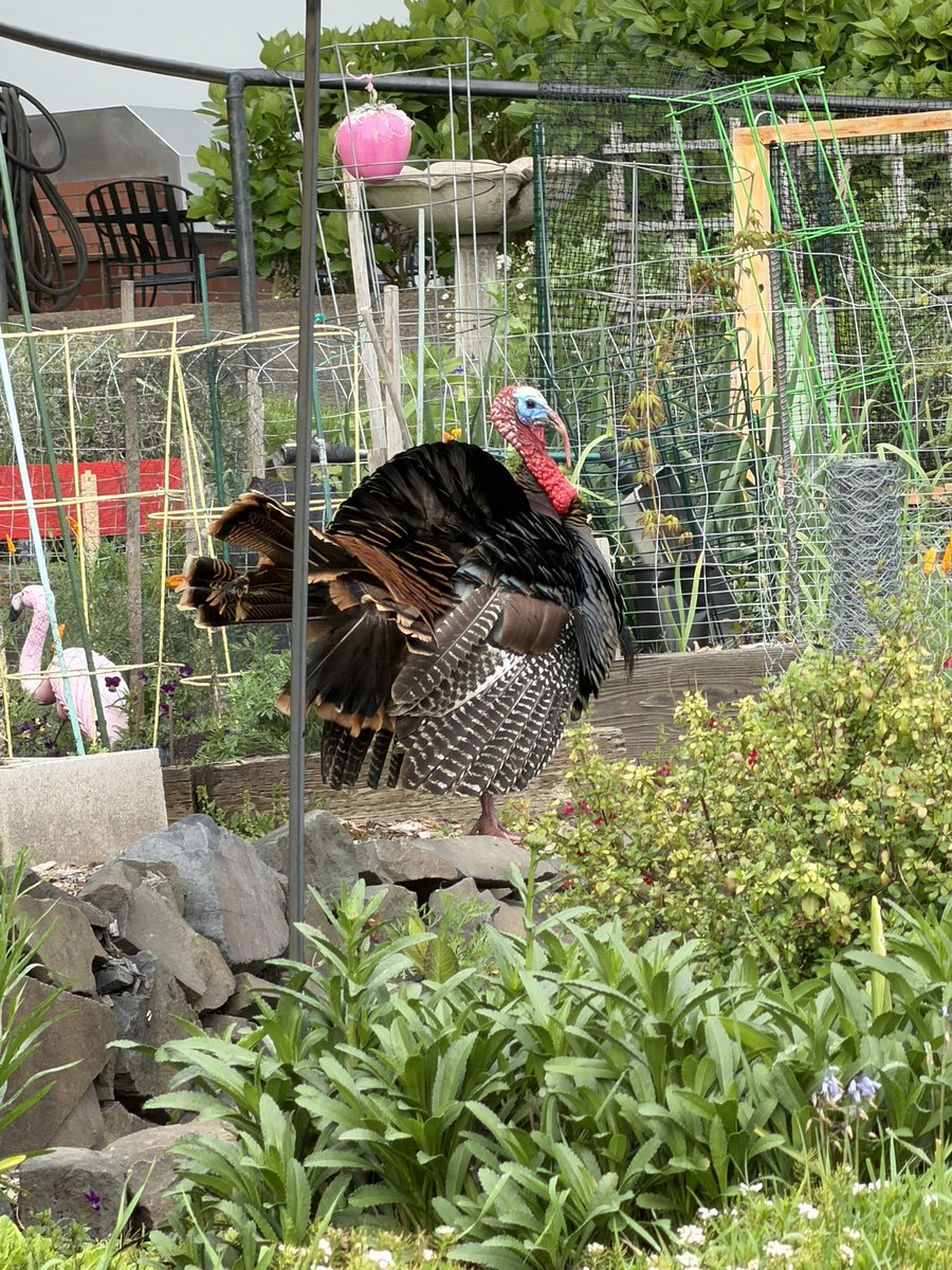 Jordon Johnson tweet media