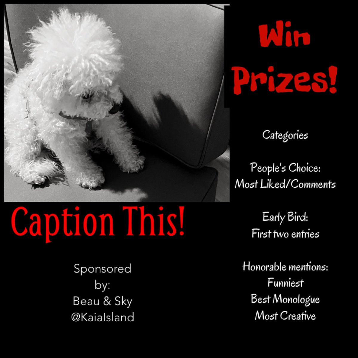 Little Bear tweet media