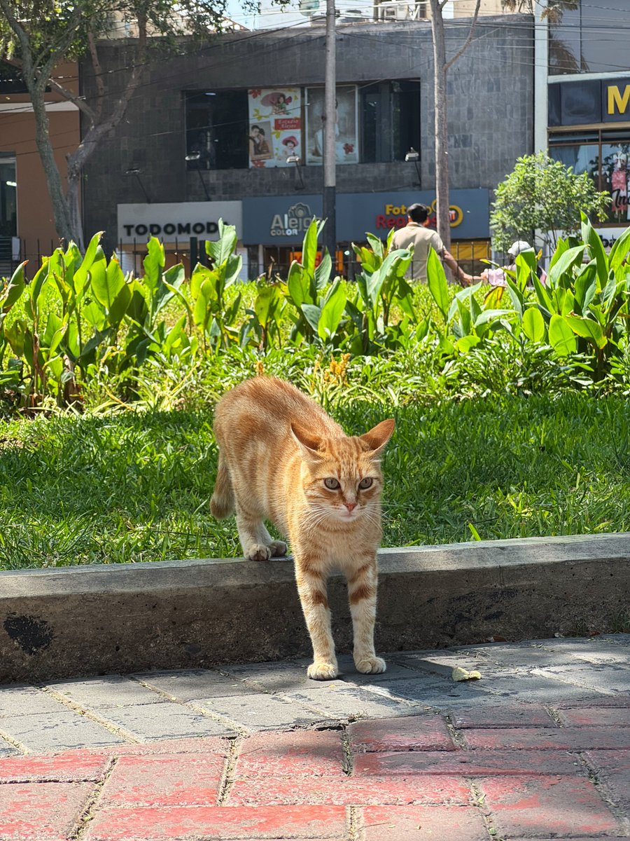 たかちょ🇦🇶 tweet media