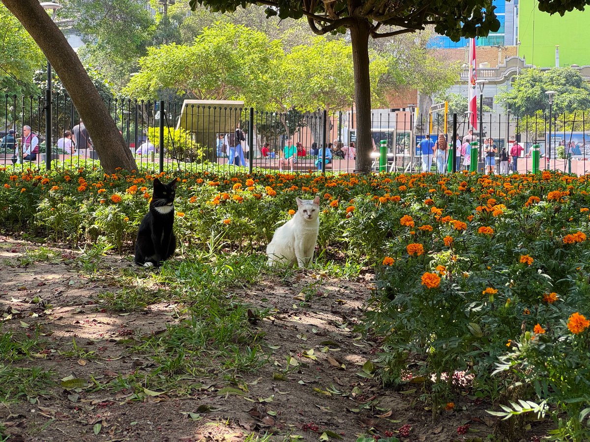 たかちょ🇦🇶 tweet media