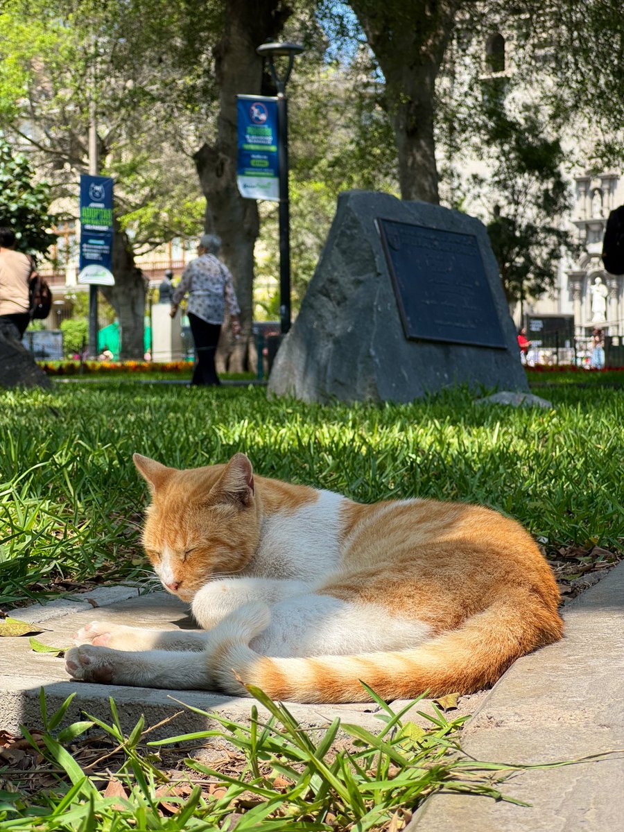 たかちょ🇦🇶 tweet media