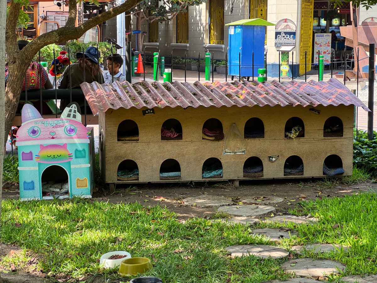 たかちょ🇦🇶 tweet media