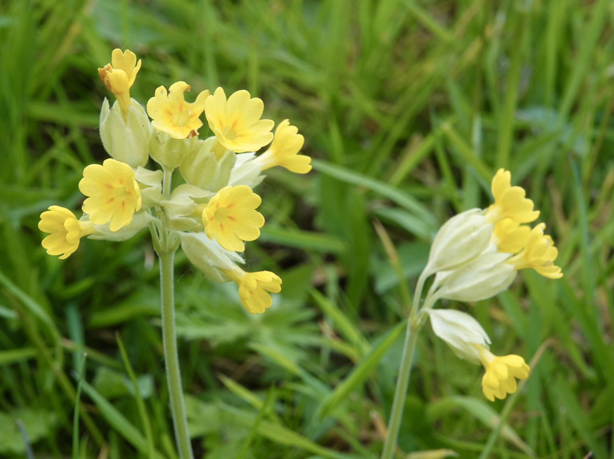 M_Stachnicki's tweet image. We went for an afternoon walk and came across a delightful patch of cowslips. Luckily this grassy bank is left alone each spring whilst they flower and there are more each year. #spring #meadows #wildflowers #canterbury