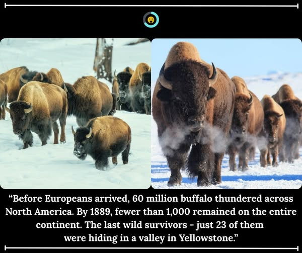 KateriSeraphina's tweet photo. Ils l'appelaient tatanka.

Pour le peuple Lakota des Grandes Plaines, le bison n'était pas simplement de la nourriture ou un matériau - c'était le fondement de tout. Abri, outils, vêtements, cérémonie, subsistance. Les Lakota terminaient leurs cérémonies sacrées par les mots "tous mes parents" - une déclaration que tous les êtres vivants partagent cette terre en tant que partenaires égaux.

Et aucun parent n'était plus central que le bison.

Quand les Européens arrivèrent pour la première fois sur le continent nord-américain, le Service américain de la pêche et de la faune estime qu'entre 30 et 60 millions de bisons parcouraient la terre.

Soixante millions d'animaux. Se déplaçant à travers les Grandes Plaines en troupeaux si vastes que les témoins oculaires rapportaient qu'ils ne pouvaient pas voir le sol en dessous d'eux. Un membre de l'expédition James Fisk en 1862 prétendait avoir vu un million de bisons en une seule journée dans le nord-ouest du Dakota.

C'étaient les plus grands mammifères terrestres du continent.

Et les Lakota, les Pieds-Noirs, les Cheyennes, les Corbeaux, et des dizaines d'autres nations avaient organisé leurs civilisations entières autour d'eux.

Puis vint l'extermination.

Ce ne fut pas accidentel.

Alors que les Américains d'origine européenne colonisaient l'Ouest, l'armée américaine commença une campagne pour retirer les tribus amérindiennes du paysage en leur enlevant leur principale source de nourriture, le bison. Des centaines de milliers de bisons furent tués par les troupes et les chasseurs commerciaux.

Les chasseurs de bisons les tuaient par milliers, prenaient leurs peaux et leurs langues, et laissaient les carcasses pourrir dans les plaines. Des cartes postales furent imprimées et vendues célébrant la dévastation. Dans les années 1870 et 1880, les Grandes Plaines étaient décrites comme blanchies par le nombre massif d'os laissés par les carcasses de bisons en décomposition.

Un général dit célèbrement qu'il n'y avait aucune loi que le Congrès pourrait adopter pour arrêter la disparition du bison avant "la marche de la civilisation". Il les appelait aussi "non civilisés que l'Indien".

C'était le but.

À leur nombre le plus bas, certains estimaient que seulement 300 bisons survécurent au massacre, amenant l'espèce au bord de l'extinction.

En 1890, il y avait moins de 1 000 bisons dans toute l'Amérique du Nord.

Les derniers survivants sauvages trouvèrent refuge en un seul endroit.

Dans la région de Yellowstone, leur nombre diminua jusqu'à environ deux douzaines de bisons restant dans la vallée de Pelican.

Vingt-trois animaux.

Sur soixante millions.

Le parc national de Yellowstone est le seul endroit aux États-Unis où les bisons ont vécu continuellement depuis les temps préhistoriques. Ces 23 survivants, complétés par des animaux de troupeaux privés du Montana et du Texas en 1902, sont les ancêtres de chaque bison génétiquement pur vivant aujourd'hui.

La récupération a été lente et contestée.

Dans l'un des premiers efforts pour préserver une espèce sauvage par la protection et la gestion, les gestionnaires de Yellowstone achetèrent 21 bisons à des propriétaires privés en 1902 et commencèrent à les élever au ranch historique de bisons de Lamar. En 1954, le troupeau avait grandi à 1 300. En 2022, la population de Yellowstone était d'environ 5 900 - la plus grande population de bisons sur les terres publiques aux États-Unis.

Mais la récupération a eu un prix.

Chaque hiver, le troupeau de bisons de Yellowstone migre depuis la haute altitude du parc pour se nourrir à des altitudes plus basses. Quand ils traversent la frontière du parc vers le Montana, les officiels du Département du bétail du Montana les ont historiquement capturés et tués - citant les craintes que les animaux puissent transmettre la brucellose au bétail.

Durant l'hiver 1997 seulement, 1 100 bisons de Yellowstone furent abattus quand ils traversèrent la frontière du parc.

L'ironie cruelle, les bisons contractèrent originellement la brucellose du bétail au début des années 1900, pas l'inverse. Et aucun cas documenté d'un bison sauvage transmettant la brucellose au bétail n'a jamais été confirmé.

Aujourd'hui, plus de 60 tribus travaillent pour ramener le bison.

À travers le Conseil intertribal du bison et des partenariats avec les gestionnaires fédéraux des terres, les tribus restaurent les bisons sur leurs terres ancestrales - reconstruisant non seulement une espèce, mais un mode de vie, une cérémonie, et une relation entre les gens et la terre qui remonte à des dizaines de milliers d'années.

Depuis 2019, des bisons ont été transférés de Yellowstone aux tribus Assiniboine et Sioux de Fort Peck dans le nord-est du Montana, et à travers le Conseil intertribal du bison aux tribus membres à travers l'Amérique du Nord.

Les Lakota le disent encore à la fin de chaque cérémonie,

Tous mes parents.

Chaque animal. Chaque plante. Chaque créature qui partage cette terre.

Le bison disparut presque parce qu'une civilisation décida qu'elle ne pouvait pas coexister avec une autre.

Le travail de les ramener est le travail de se souvenir de ce qui fut presque oublié, que la terre nous appartient à tous - et que ce que nous détruisons, nous nous diminuons nous-mêmes.