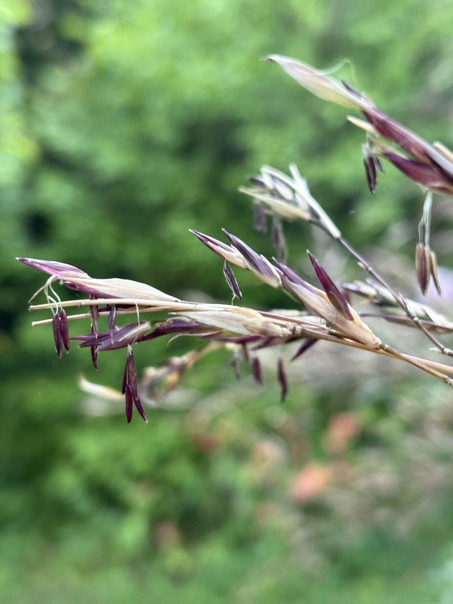 papaver's tweet image. New on the blog: oh me oh my, the bamboo is flowering #gardenblog #gardening #blog #bamboo #exoticplants #gardeningX #gardeningtwitter
#taplink blackberrygarden.co.uk/2026/04/the-ba…