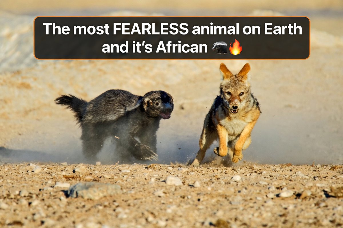 Danimalfacts tweet media