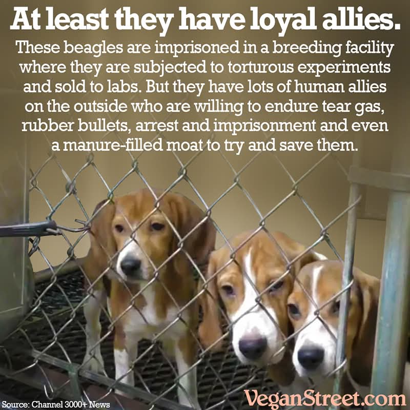 greennomad61's tweet image. 🔥51,000 animal advocates have signed to save these dogs 👊🏼

 #AnimalAbuse at #RidglanFarms
Be their voice 🐕🩸 
HELP 

#Wisconsin  
👉🏼 .@widatcp @GovEvers 
.@USDA @Kalvin_Barrett

SHUT DOWN RIDGLAN
SAVE THESE DOGS NOW

More: savethedogs.io 

 change.org/p/shut-down-ri…