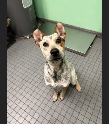 HollywoodDogs's tweet image. Aspen, a 4-year-old Australian Cattle Dog mix at a full shelter in #Killeen, #TX, needs a forever home, a foster home, or rescue adoptapet.com/pet/47668407-k… #URGENT #AustralianCattleDog #AdoptableDogofDay 🐶