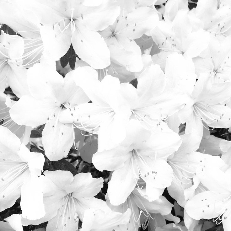 ʋin̠ce̠nt of #shedtwt ᨳଓ tweet media