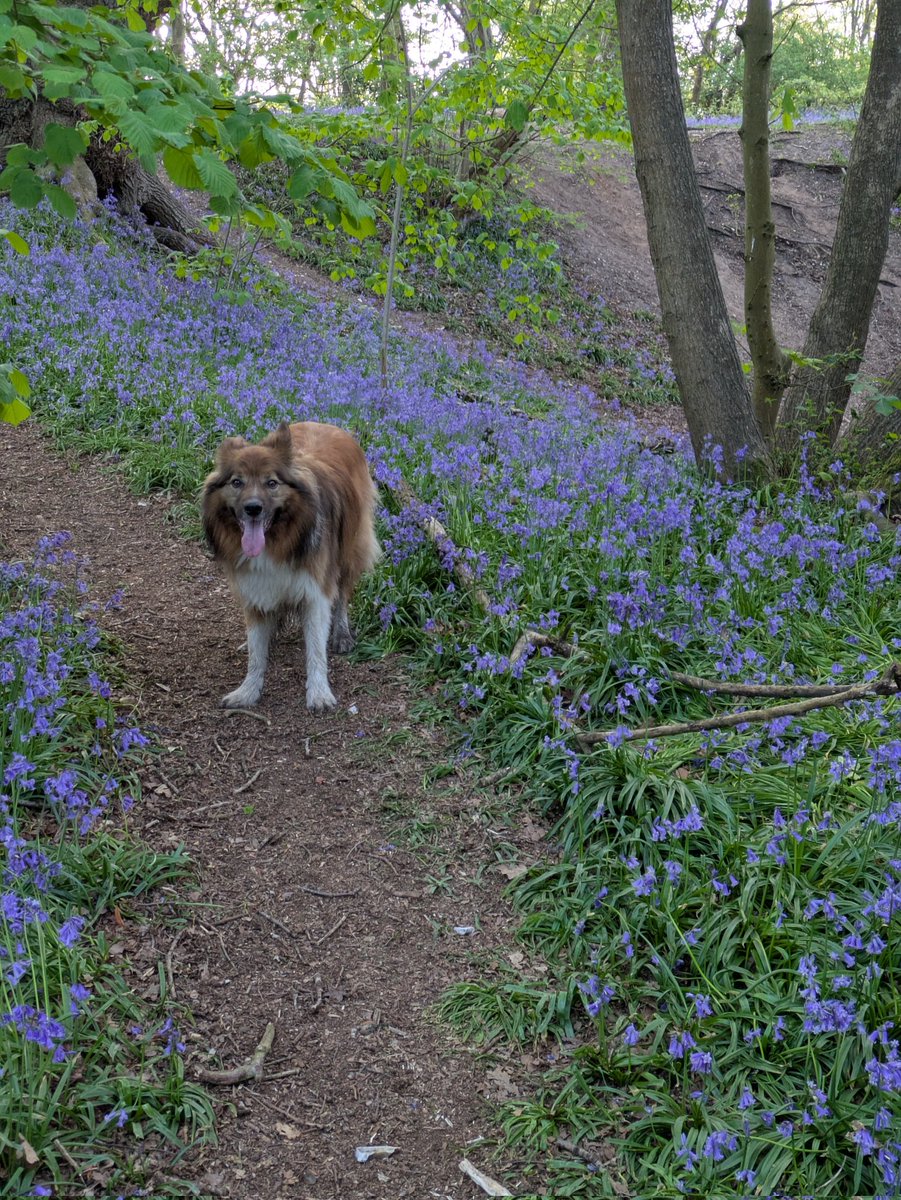 CamasTheCollie's tweet photo. Bluebell status update: Still flowering, still distracting Fiona. πΎπΎπͺ»πͺ»πͺ»π
#BorderCollie
#Bluebells
#ThrowIt
#SundayMorning https://t.co/WCKztu3uID