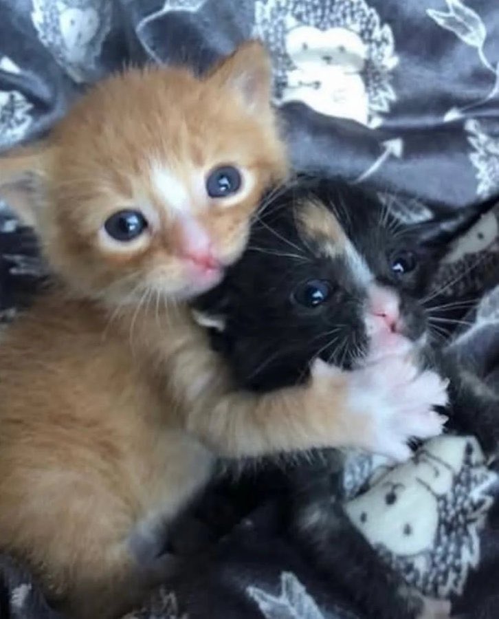 popular cat post tweet media