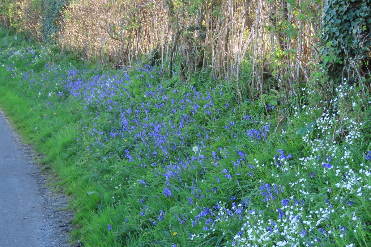 donnarainey4's tweet image. Bluebells &amp;amp; Stitchwort on the hedge-bank.#wildflowerhour