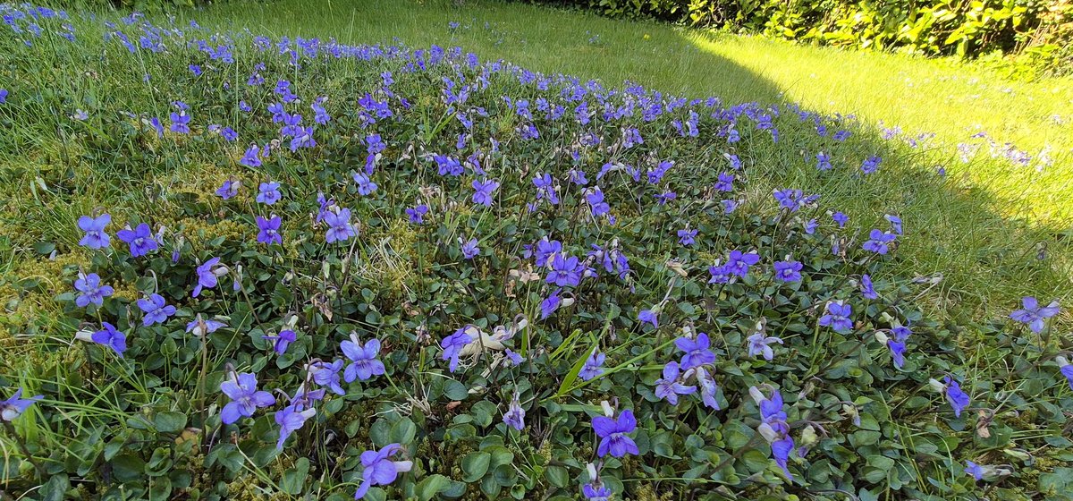 Ozymandiasdust's tweet image. My violet lawn. Heading into... #NoMowMay  #Devon #wildflowerhour @BSBIbotany @wildflower_hour ❤️