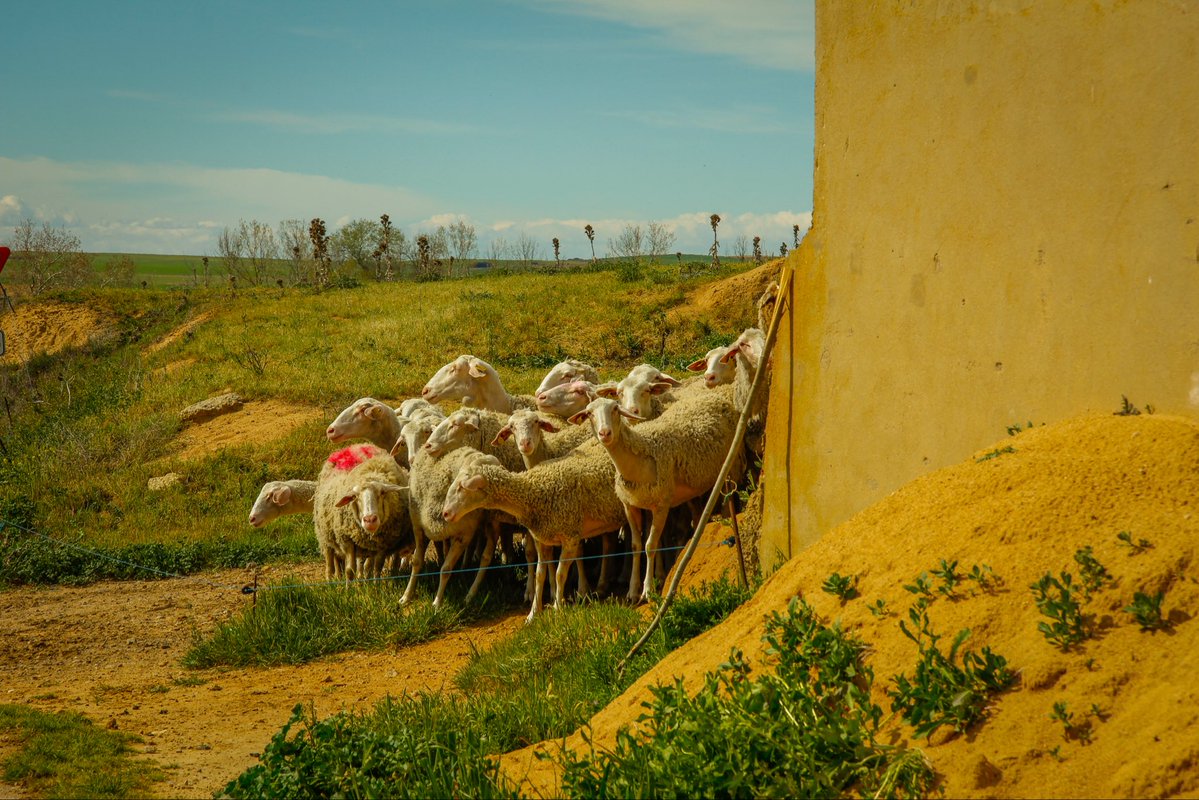 maría 🌾 tweet media
