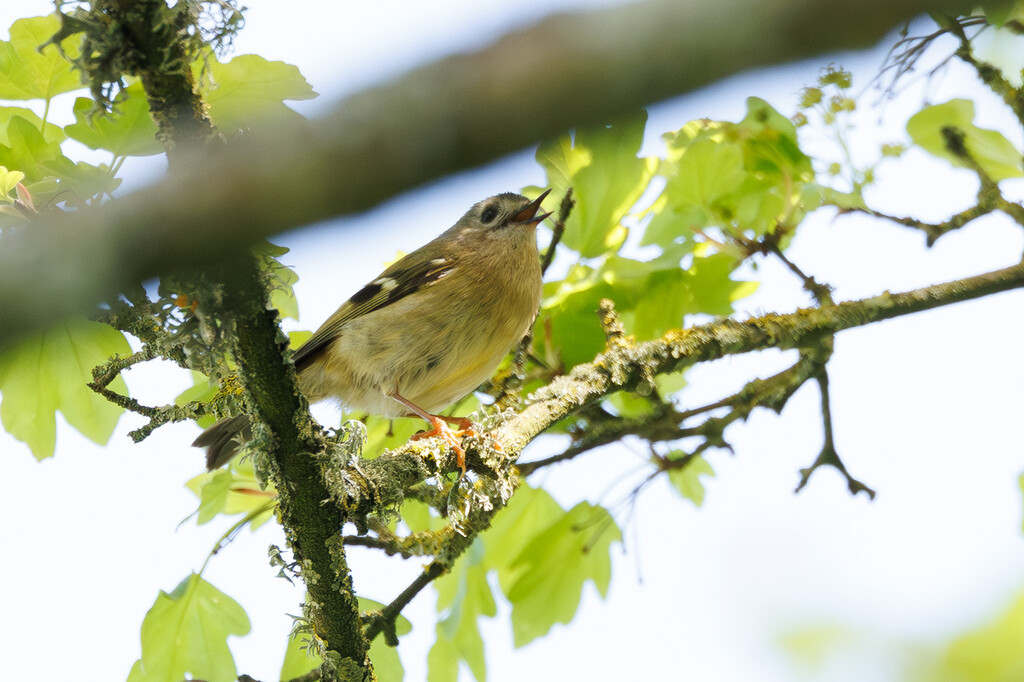 Shoreham Birding tweet media