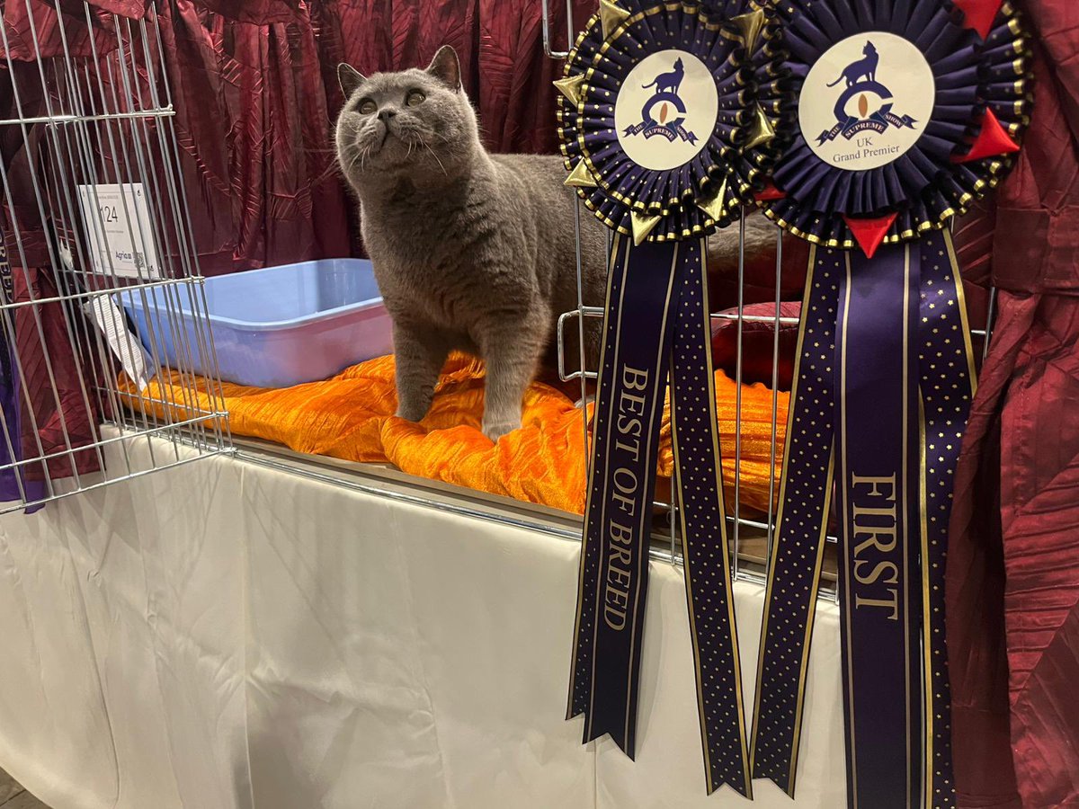 saorsacats's tweet photo. GCCF 2026 Supreme. Ch&amp;ImpGrPr Saorsa the Real McCoy wins UK grand premier certificate with best of breed. Shortlisted for best neuter. #cats #winner https://t.co/6NPVrm5sng