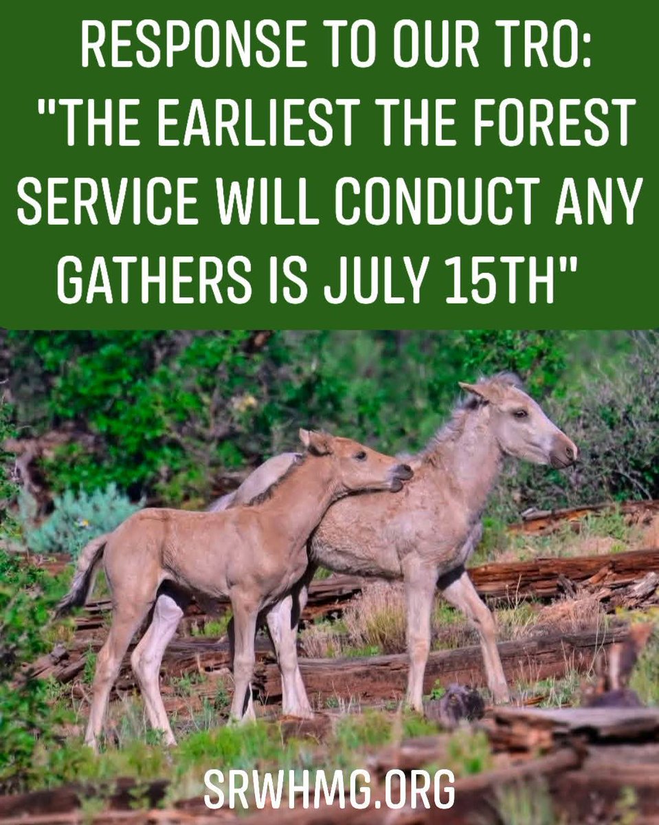 srwhmg's tweet photo. Breaking News: This National Horse Protection Day, here’s a little bit of good news:
In the Forest Service’s attempt to defend against our TRO, they said — among other things — that there is no need for a TRO because they will not start removals themselves until July 15th. So no one has to fear removals tomorrow! Also the time for anyone to lie and "claim" horses as their own, is up. Little steps at a time… We Will Win the War for Wild Horses. #WWWWWH

The Forest Service also tried to skirt around the issue that they are letting these private individuals do whatever they want without oversight, but they also didn't deny it. In our request we asked for a full accounting of those horses and for them to be returned and also that the pen on Forest Service land be immediately taken down. 

While they are fighting hard, we promised our attorneys we would pay their retainers this week. If you can contribute even a little, please help show that we can do this all together!
We have raised 7,500 so far out of the 30,000 we need. Thank you to the 100 people who have already made a difference! But we have over 200.000 followers, imagine the legal war we could wage for all wild horses, if everyone contributed just 10 dollars? (That's just one cup of coffee these days! )

We are under no hope that's realistic, BUT if you are reading this and you are still on the fence, please let the rights of these WILD HORSES convince you to step over — to the right side of history! The Heber wild horses do not deserve to be shipped off to slaughter! 

Please click on this fundraiser OR use the following easy methods: 

Zelle: 6023963978
Venmo : Srwhmg.cfo@gmail.com
PayPal: SaltRiverHerd@respect4horses.com 

Or mail: SRWHMG
PO Box 64264
Phoenix, AZ, 85082

If everyone does just a little, no one has to do a lot! 
This could be the most important battle for wild horses since 1971. Because if they get away with stripping all of their protections with one memo, you can be sure they will do the same in other areas all over the country.

This is where we stop it. Together.
Thank you everyone! #WWWWWH #srwhmg 

ABC15 Arizona @topfans azfamily 3TV CBS 5 12News FOX 10 Phoenix KTAR News 92.3 KGUN 9 KJZZ Phoenix