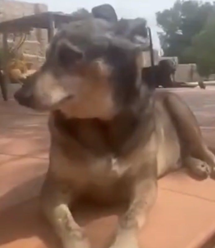 Ana Di Zacco tweet media