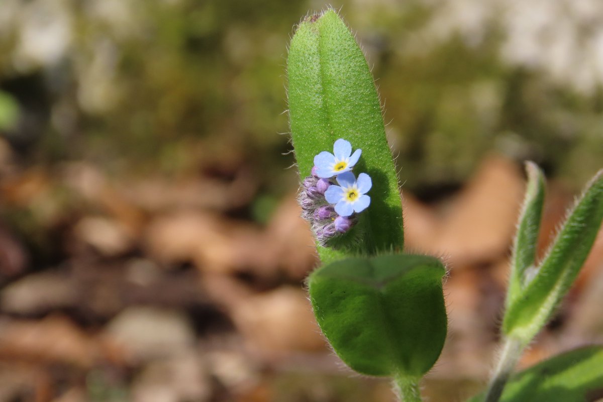 donnarainey4's tweet image. The most adorable tiny flowers of one of the Forget-me-not species. #wildflowerhour