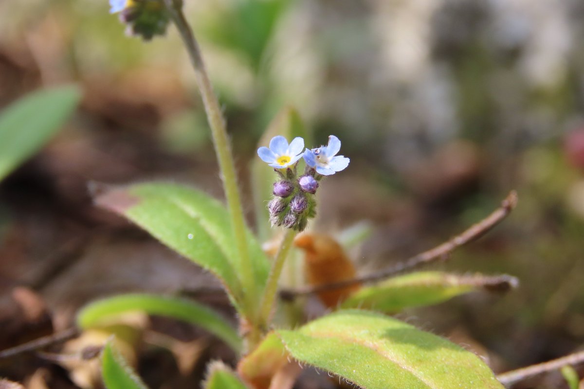 donnarainey4's tweet image. The most adorable tiny flowers of one of the Forget-me-not species. #wildflowerhour