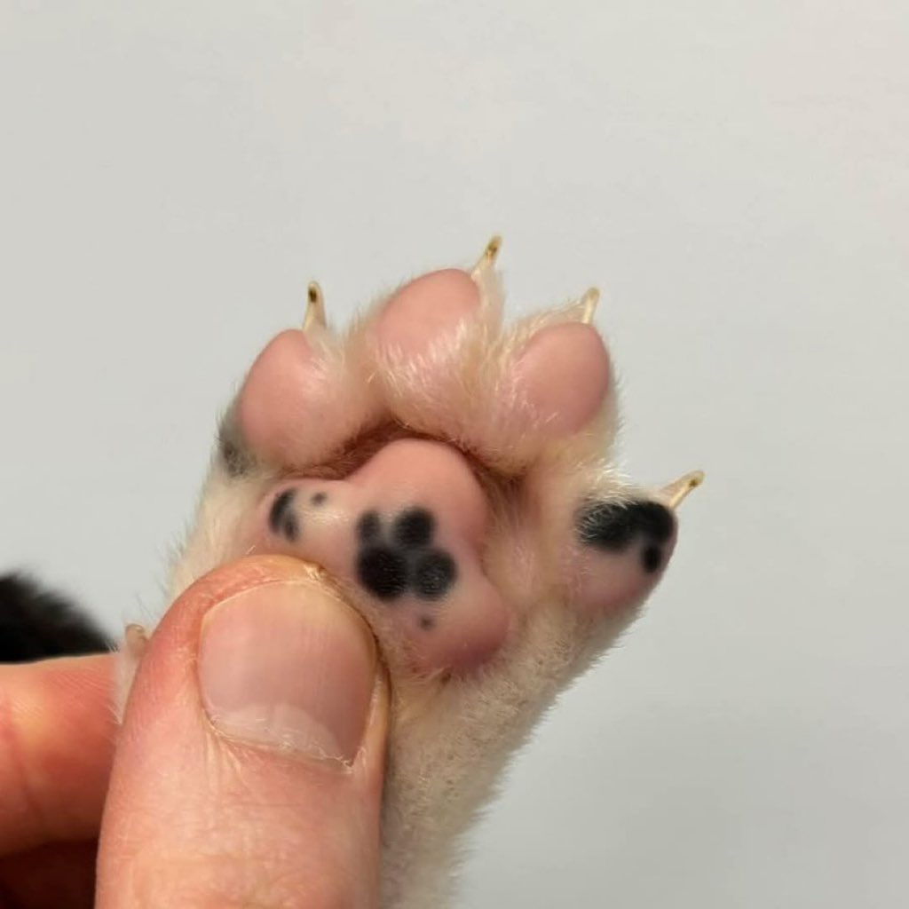 positivityofx's tweet photo. One little paw inside a little paw https://t.co/NDiOVnUDcY