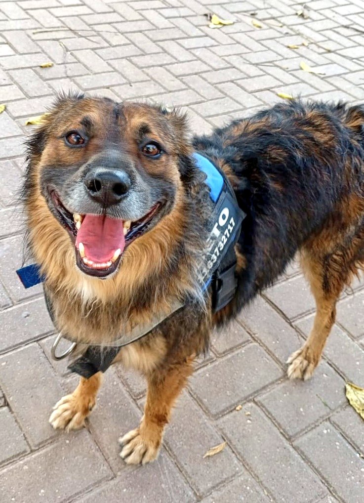 Seba Fernández Zini tweet media