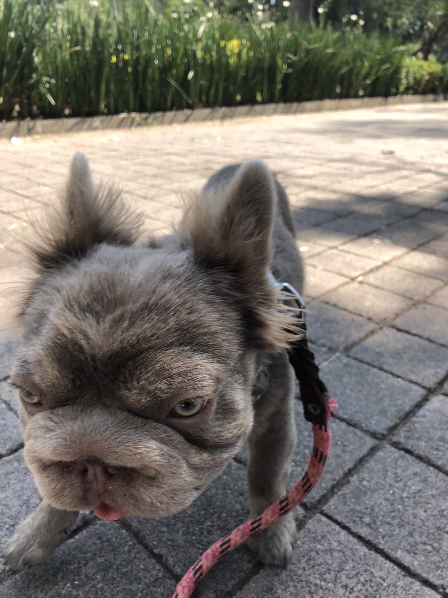 denisitahermosa's tweet image. 13:13 vívelo y gózalo siempre!!!!
Lov yu harto DF 4ever 🤪🥰🥳
#polanco #parquelincoln
#roko #yop