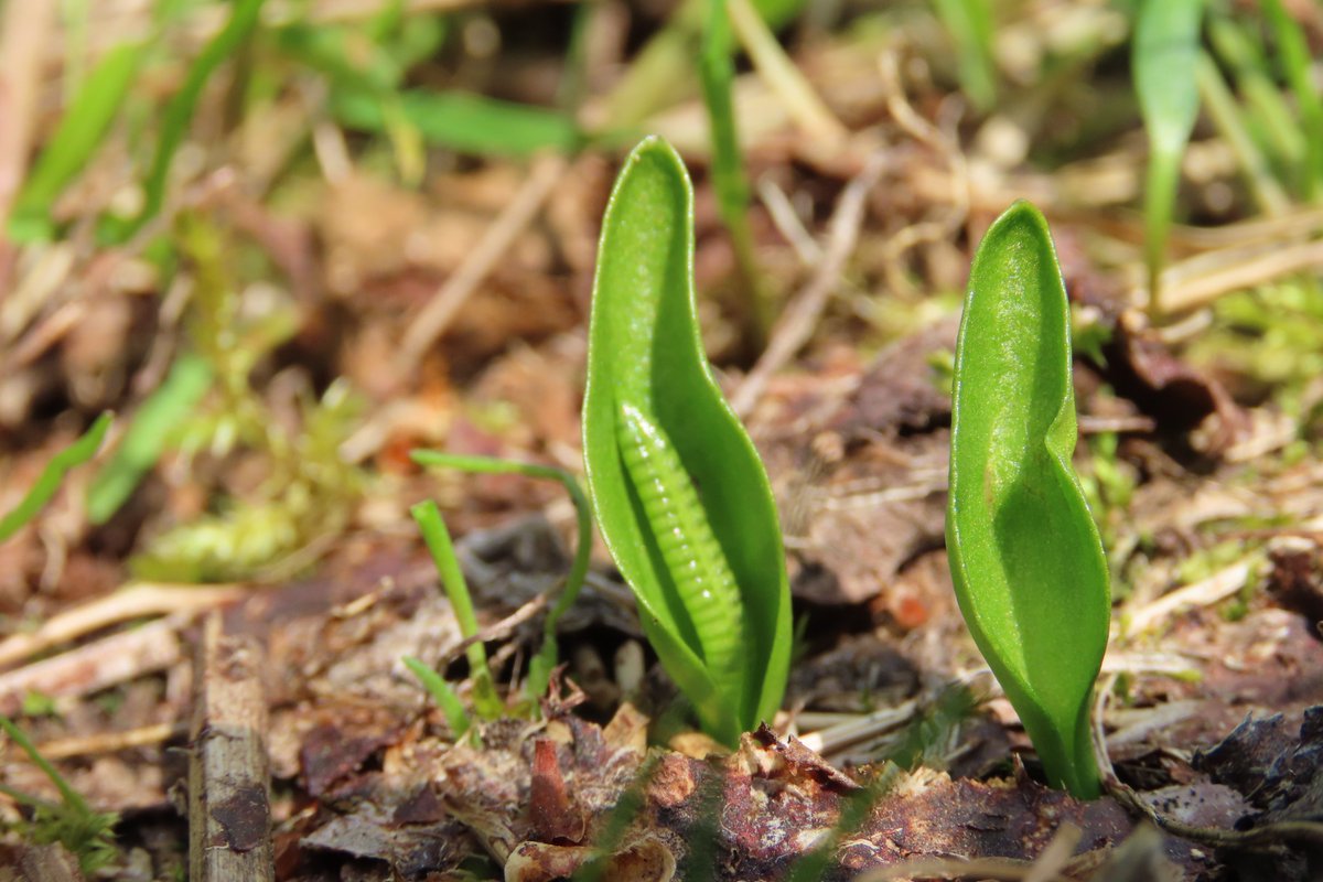donnarainey4's tweet image. Some of the Adder's tongue ferns in my front garden. #wildflowerhour Indicator of old grassland.