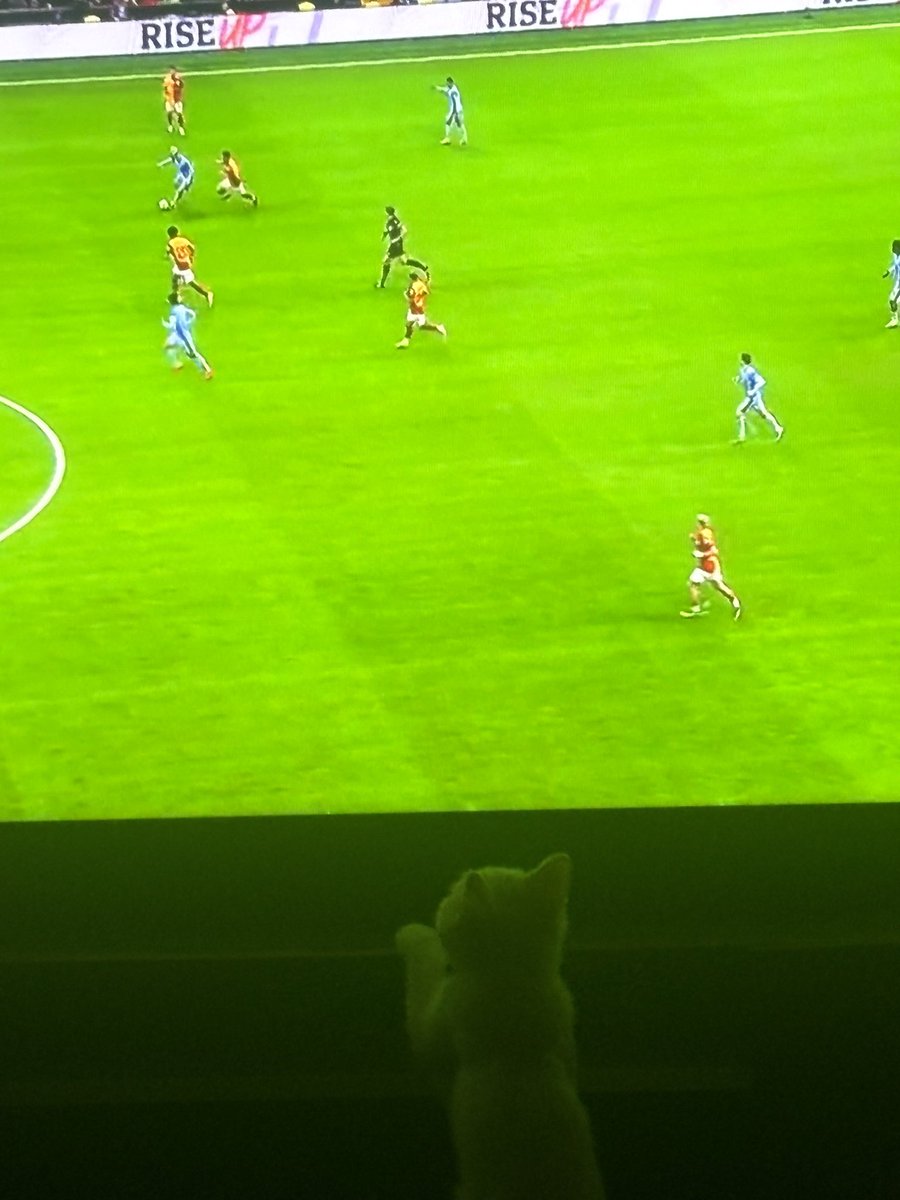 fmelisy's tweet photo. Ben beşiktaşlıyım ama kedim doğduğundan beri galatasaraylı 🤦🏼‍♀️ @GalatasaraySK #GSvFB #Galatasaray https://t.co/HpNG6grOGI