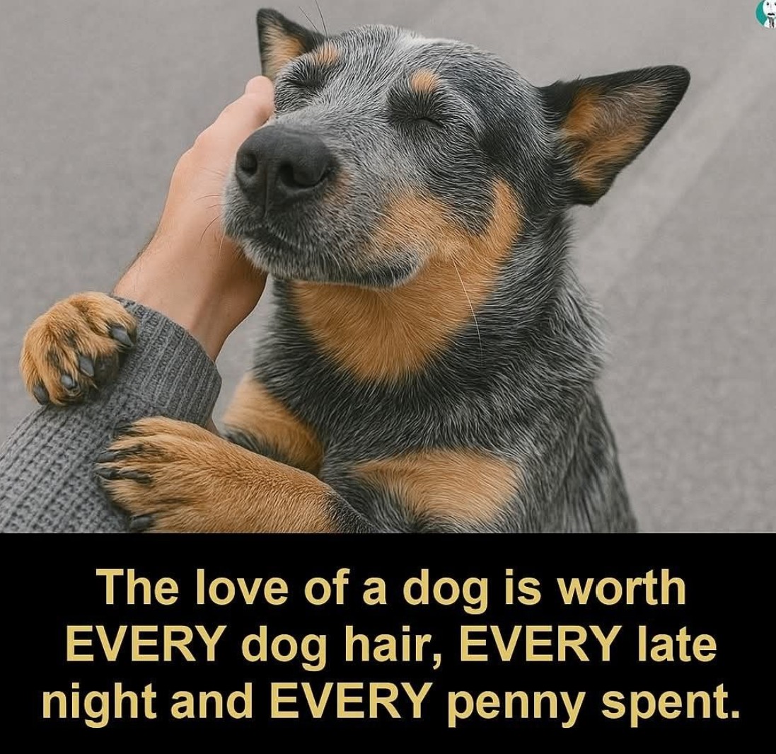 Pawzazzle tweet media