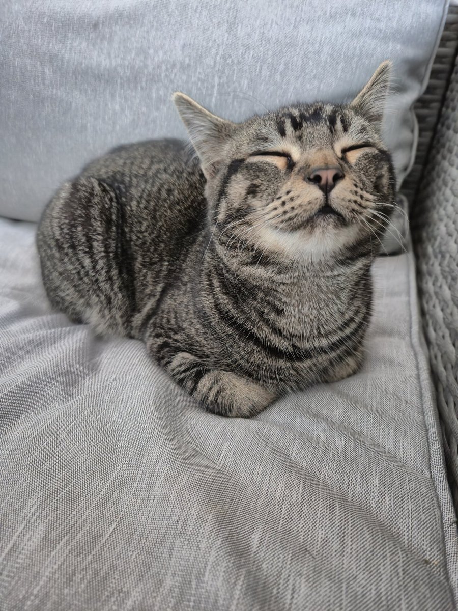 makremeow's tweet image. Sleepy Lola and Buttons #cats #pets #sleepy