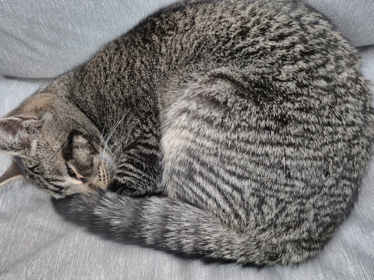 makremeow's tweet image. Sleepy Lola and Buttons #cats #pets #sleepy