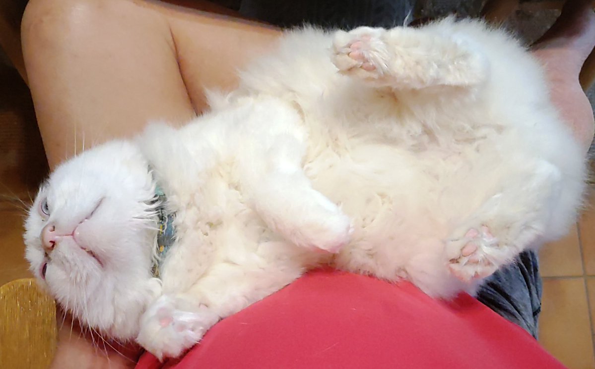 𝙐𝙡𝙩𝙞𝙢𝙖𝙩𝙚 𝙋𝙖𝙞𝙣(ｱﾙﾍﾟﾝ)♿ tweet media