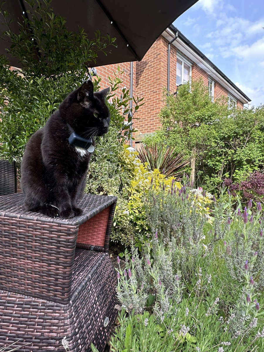 MunchPudding's tweet photo. Good evening furiends! ๐ป Iโve been busy all day on #Hedgewatch When I came back for lunch, I did some #DailyRolling in the long grass ๐ฑ Later on Mum got the noisy mower out and now itโs short again, so Iโm doing a lawn inspection ๐พ ๐บ ๐ https://t.co/QUVU8JVhIV