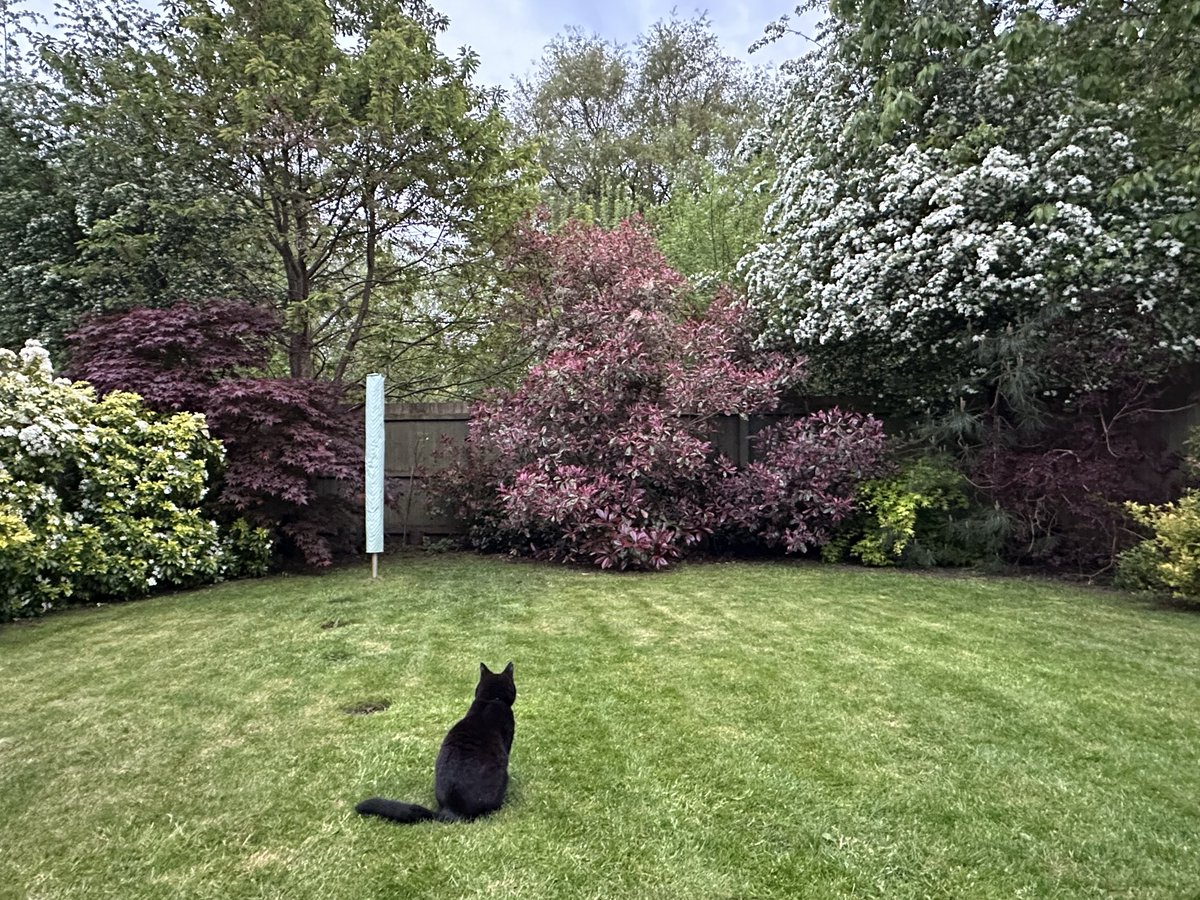MunchPudding's tweet photo. Good evening furiends! ๐ป Iโve been busy all day on #Hedgewatch When I came back for lunch, I did some #DailyRolling in the long grass ๐ฑ Later on Mum got the noisy mower out and now itโs short again, so Iโm doing a lawn inspection ๐พ ๐บ ๐ https://t.co/QUVU8JVhIV