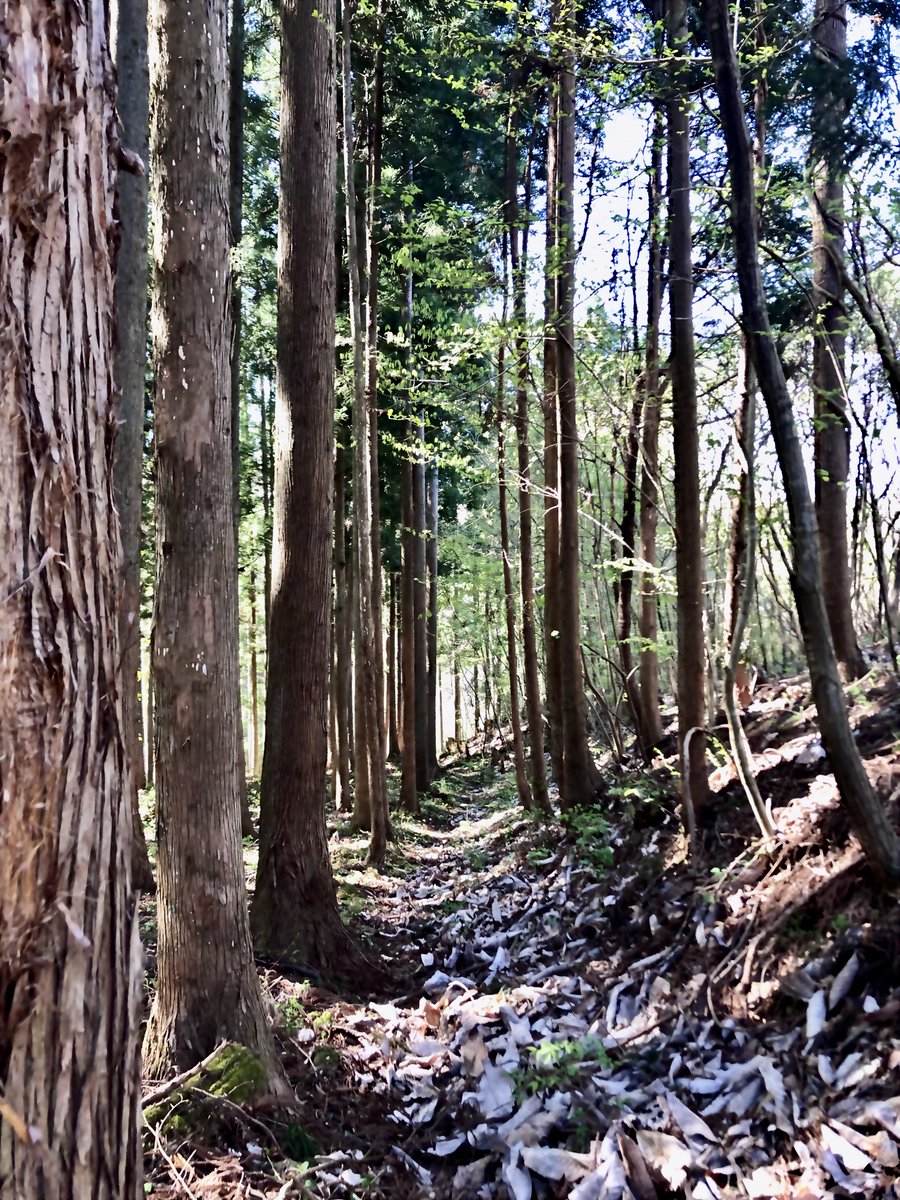 ばふぁりん tweet media