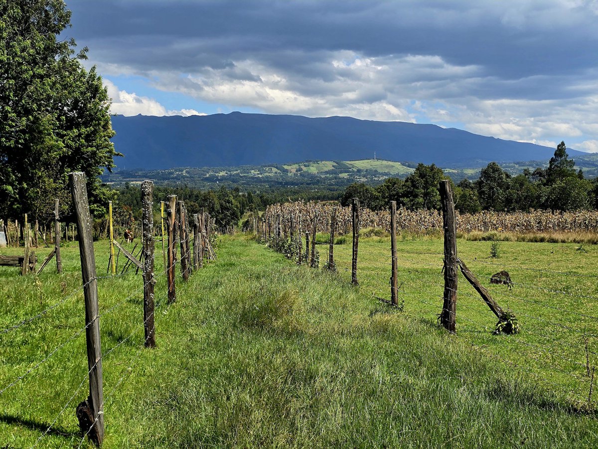 Daniel Ngugi tweet media