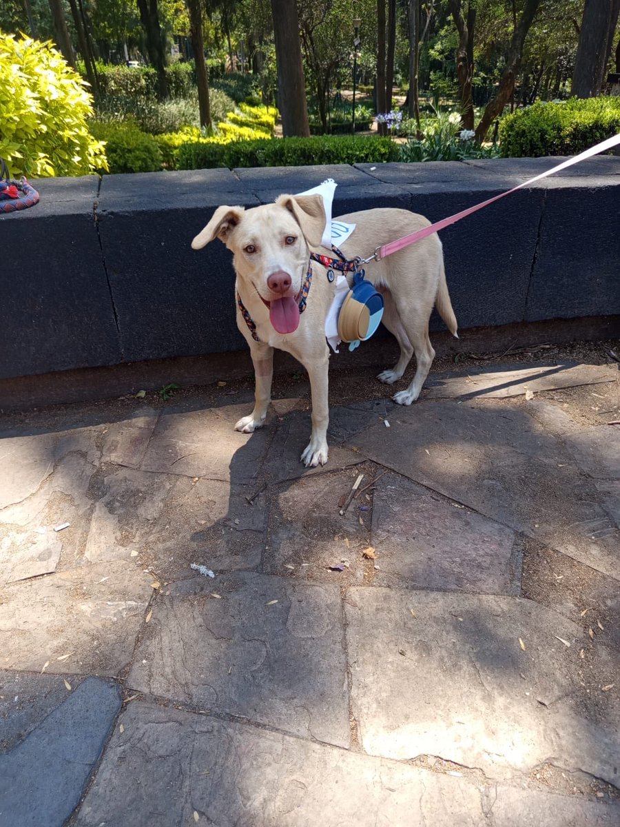 𝙷𝚎𝚕𝚊 𝙼𝚘𝚛𝚎 🐶 tweet media