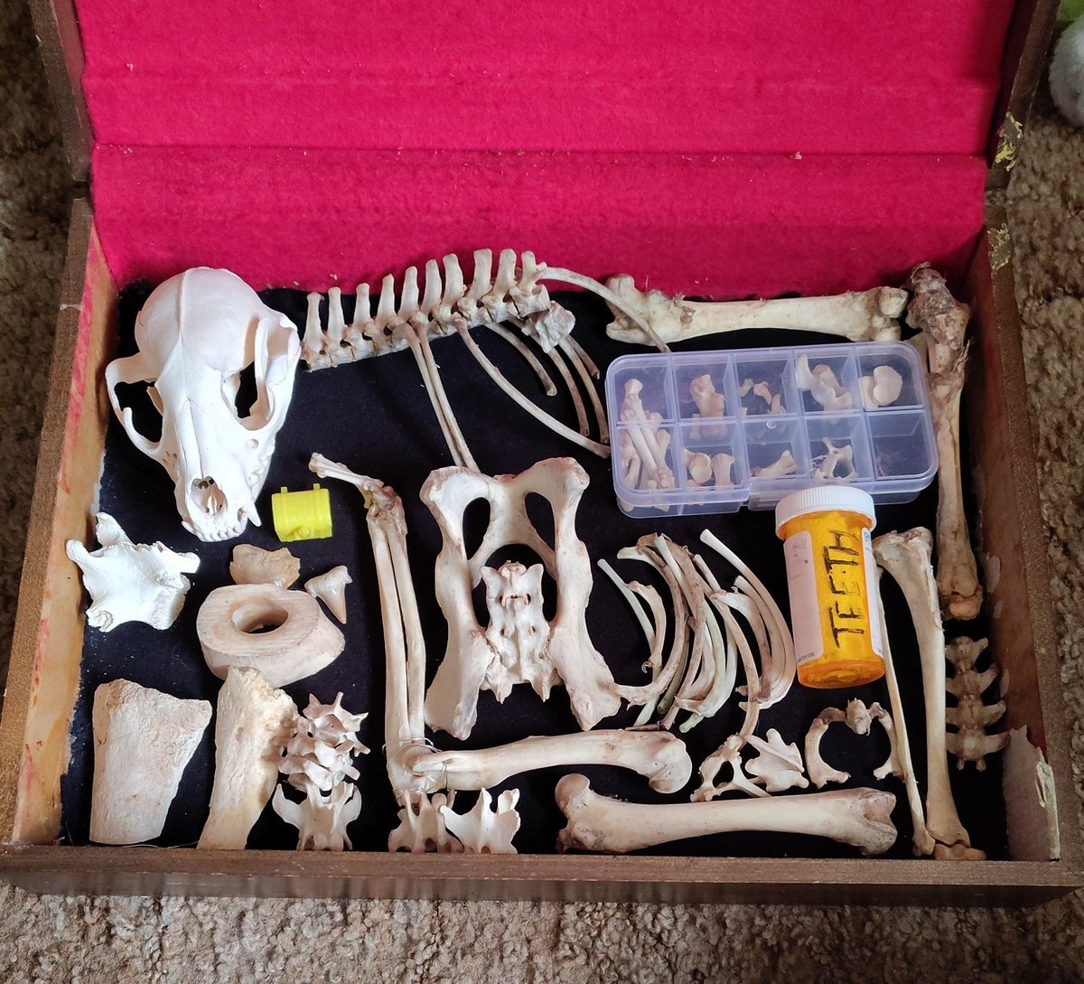 ace🦇 furryyaoi tweet media