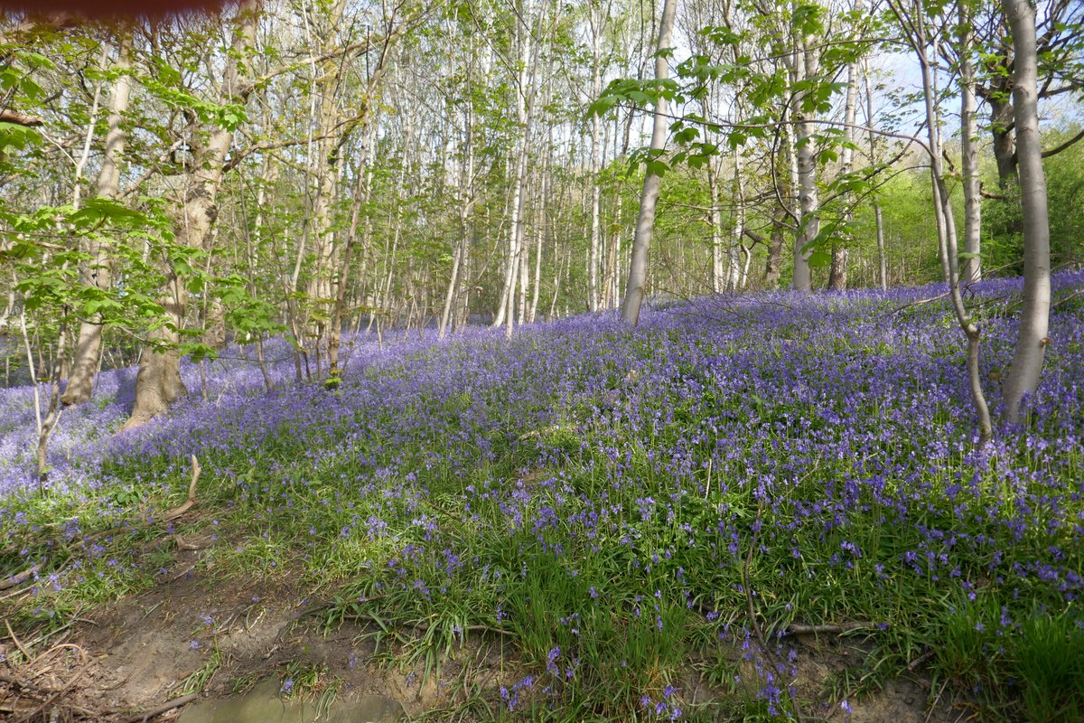 KWCook57's tweet photo. Greetings all. #SpringHasSprung https://t.co/rhKhwZnrKN