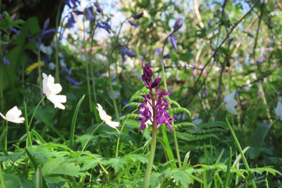 donnarainey4's tweet image. Early purple orchids in the Hazelwoods. #wildflowerhour