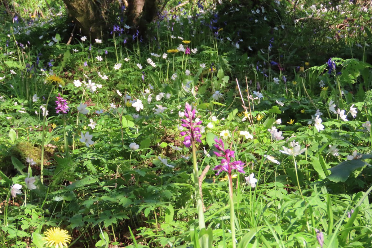 donnarainey4's tweet image. Early purple orchids in the Hazelwoods. #wildflowerhour