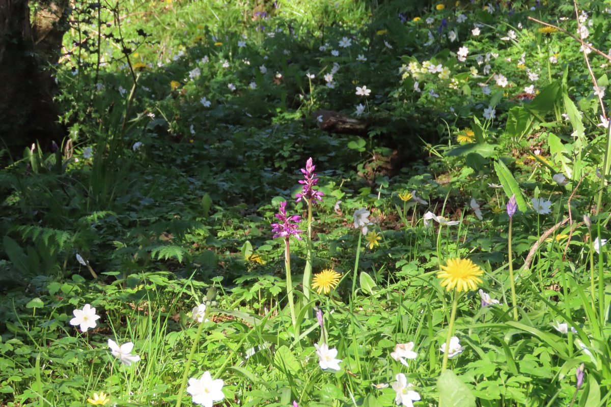 donnarainey4's tweet image. Early purple orchids in the Hazelwoods. #wildflowerhour
