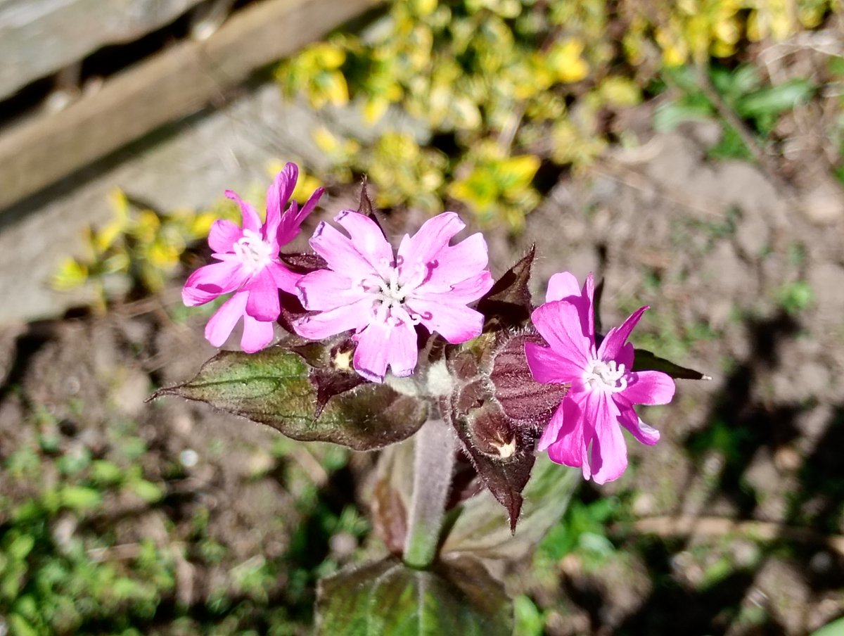 Bambigoesforth's tweet image. More #wildflowers from Longdendale for this week's #wildflower including the Torside Twayblade (yes, just the one).
@wildflower_hour