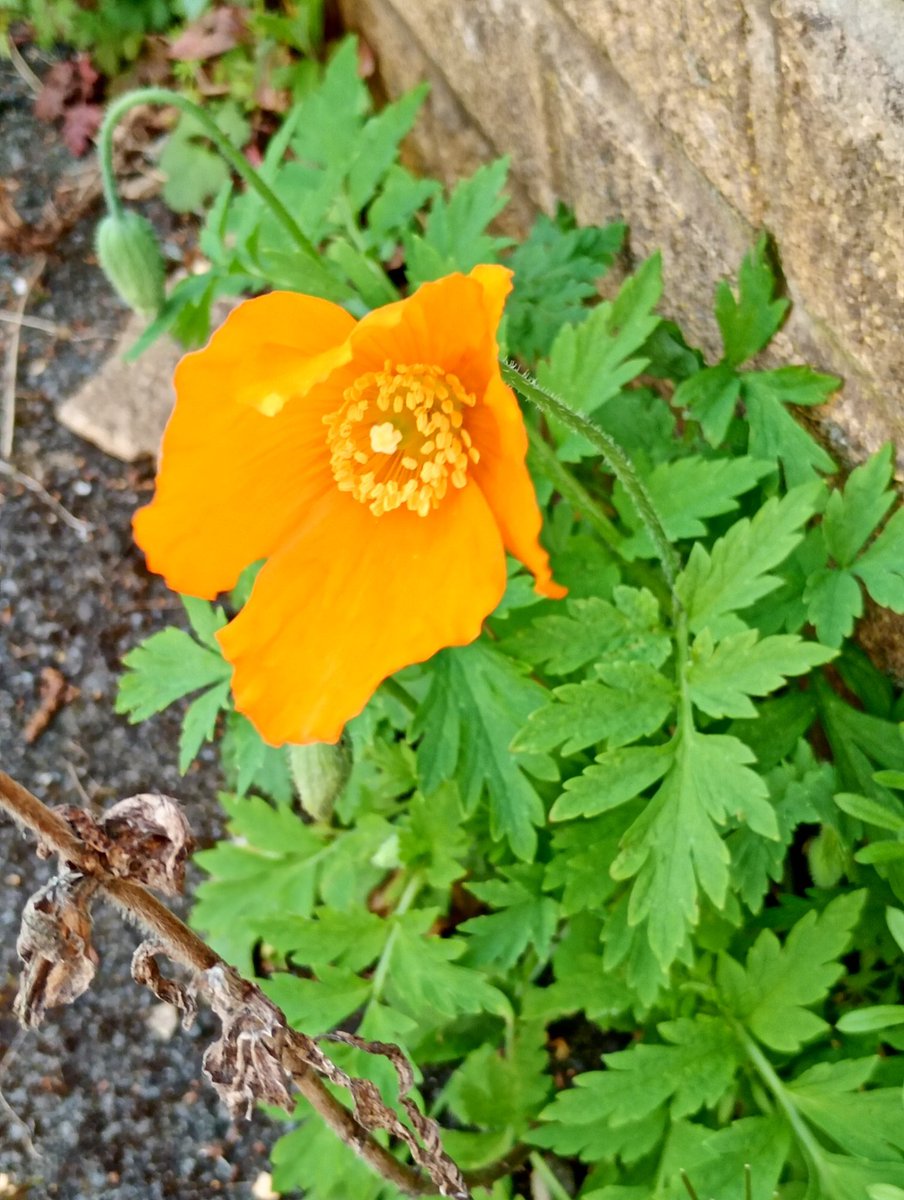 Bambigoesforth's tweet image. More #wildflowers from Longdendale for this week's #wildflower including the Torside Twayblade (yes, just the one).
@wildflower_hour