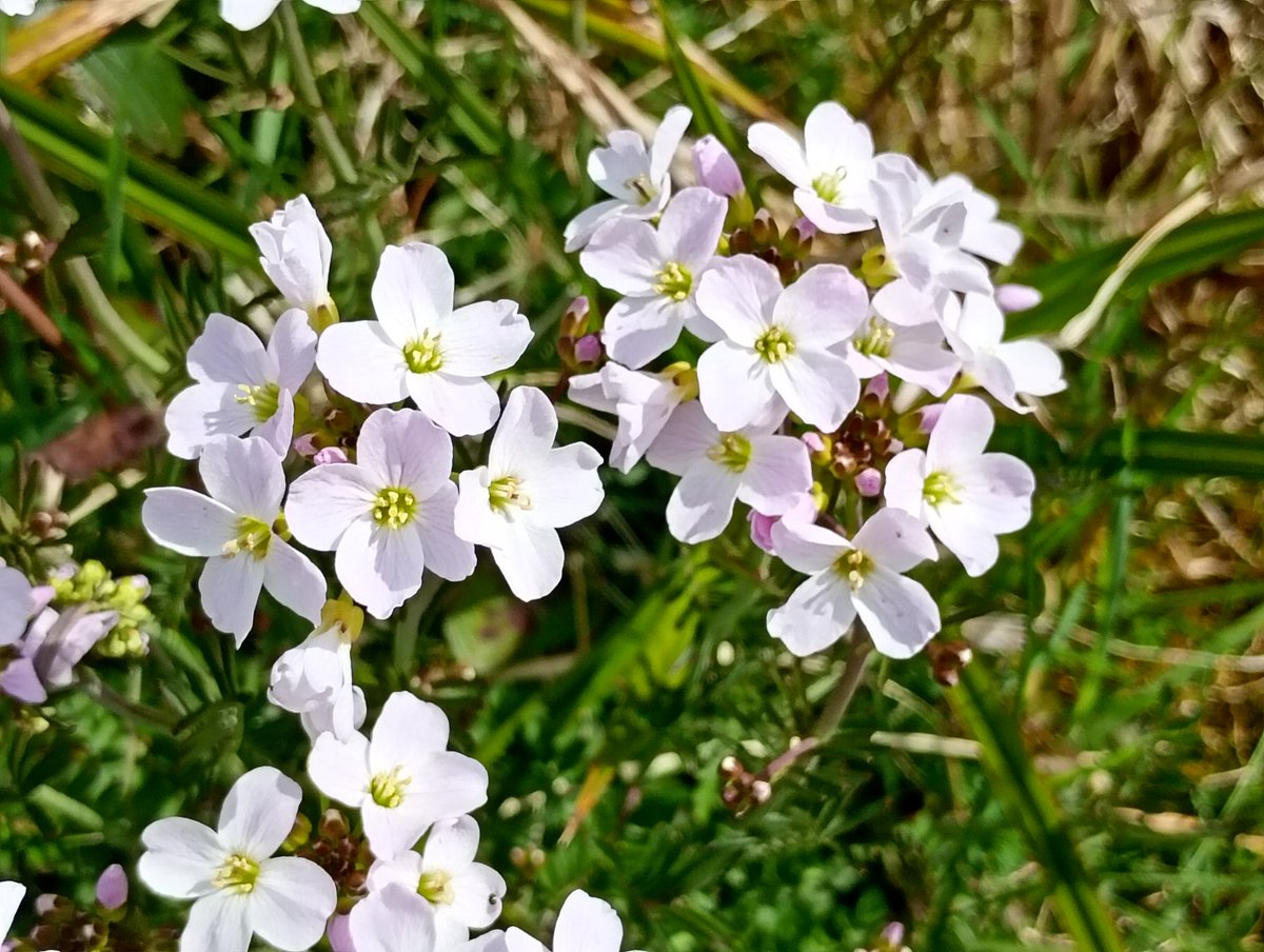 Bambigoesforth's tweet image. More #wildflowers from Longdendale for this week's #wildflower including the Torside Twayblade (yes, just the one).
@wildflower_hour